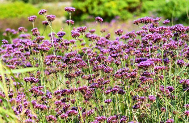 A Verbena bonariensis ernyős virágzata