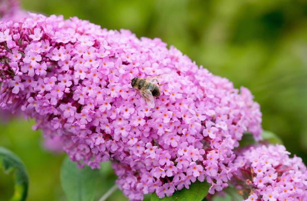 Méh a nyári orgona virágán