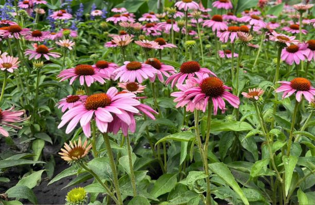 Virágzó kasvirág rózsaszín szirmokkal