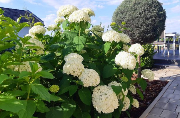 Annabelle cserjés hortenzia terljes virágzásban a kertben nyáron