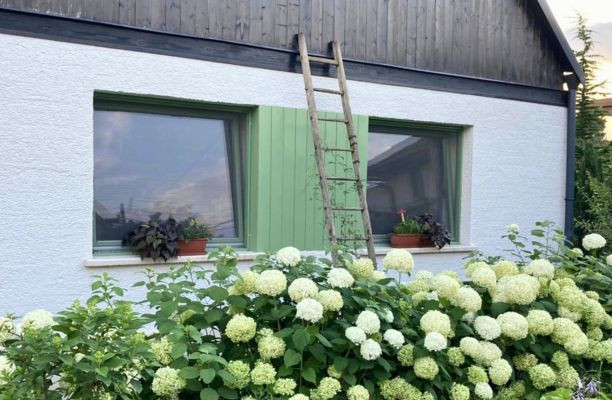 Cserjés hortenzia az ablak alá ültetve