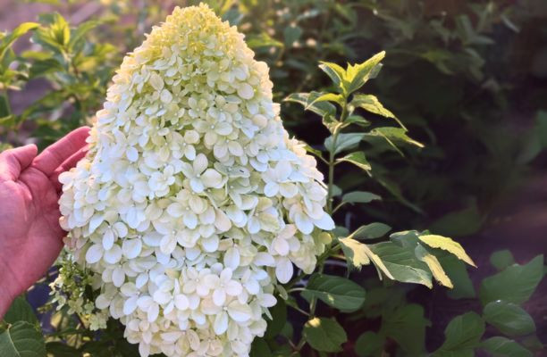 Bugás hortenzia hatalmas virágbugája