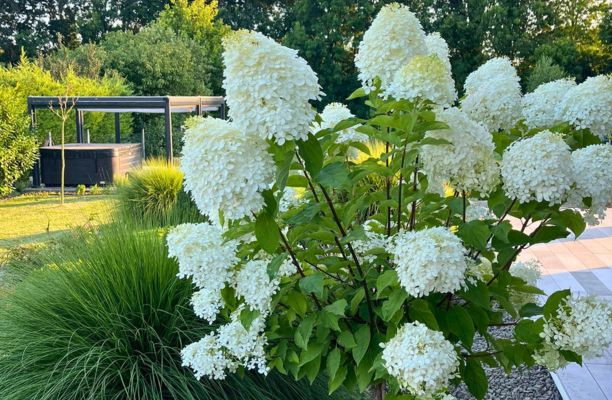 Magastörzsű bugás hortenzia és díszfű a kertben