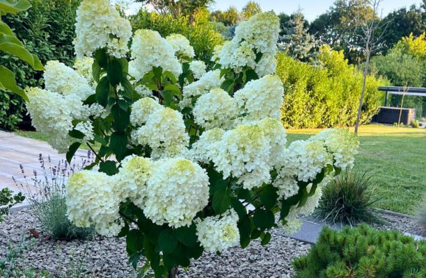 Magastörzsű bugás hortenzia teljes virágzásban a nyári kertben