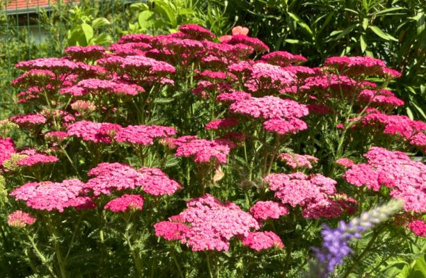 Rózsaszín virágzatú cickafark a nyári kertben