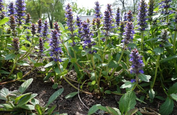 Ajuga reptans tarka levelű ínfű virágzásban