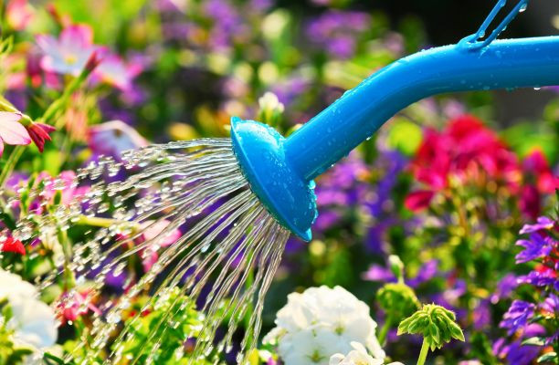 Öntözés locsolókannával a nyári kertben