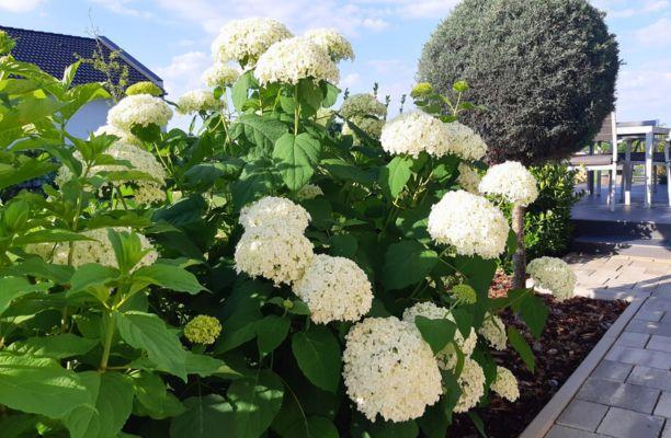 Annabelle cserjés hortenzia a kertben