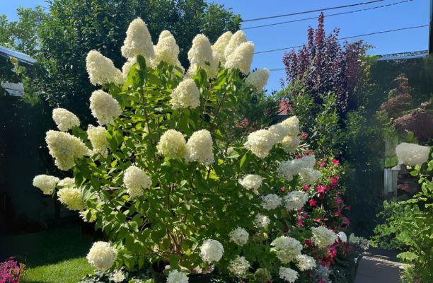 Bugás hortenzia kaspóban nevelve