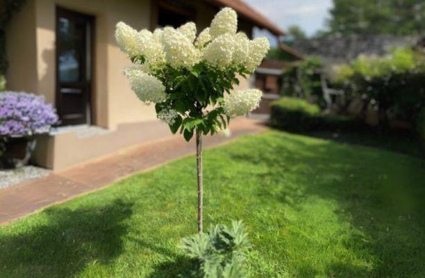 Magastörzsű hortenzia