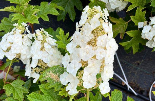 Tölgylevelű hortenzia virágzata és levelei