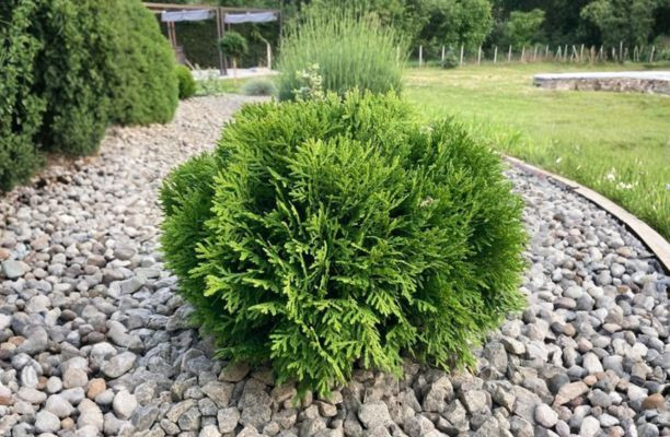 'Danica' törpe gömbtuja kavicságyásba ültetve