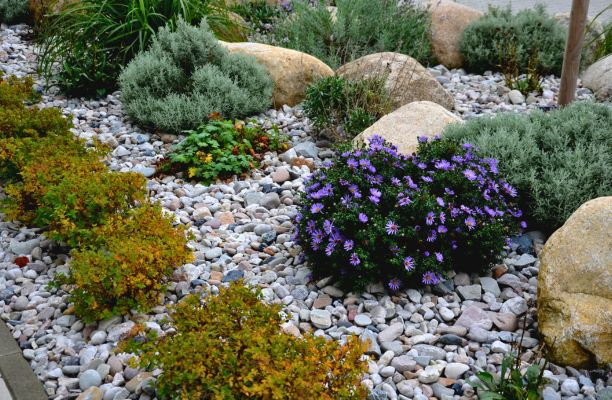 Változatos kavicságyás virágzó évelővel