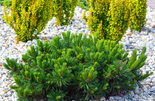 Kavicságyás törpefenyővel
