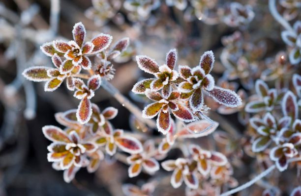 Zúzmararás növények a téli kertben