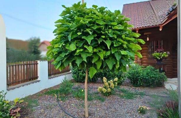 Gömbszivarfa az előkertben