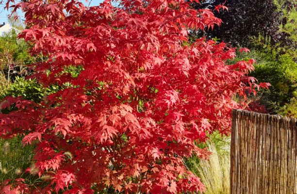 Acer palmatum japán juhar csodásan színeződő vöröses lombozata ősszel