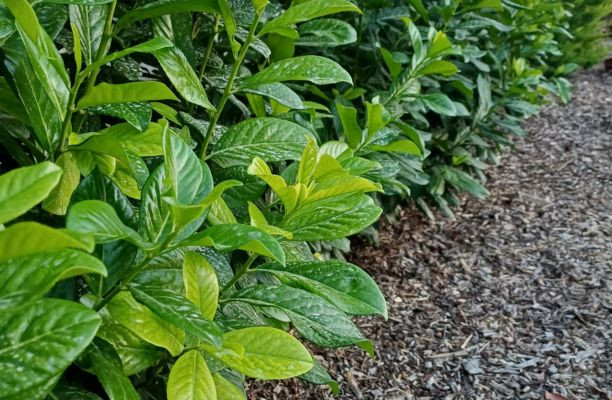 Prunus laurocerasus Novita babérmeggy levelei közelről