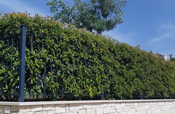 Dús babérmeggy sövény a kerítés mellett