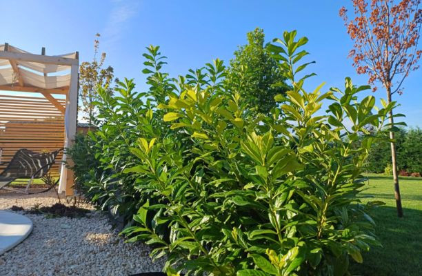 Babérmeggy térelválasztóként alkalmazva a kerti pihenősarok mellett