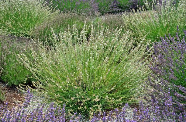 Fehér virágokkal díszítő Lavandula x intermedia Edelweiss francia levendula