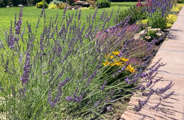 Levendula szegélynövényként alkalmazva