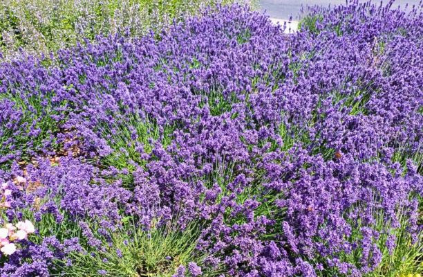 Levendula teljes virágzásban a nyári kertben