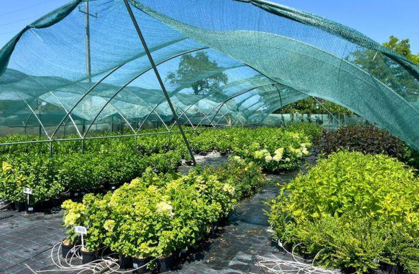 Saját nevelésű hortenziák a Gardencentrum kertészetében
