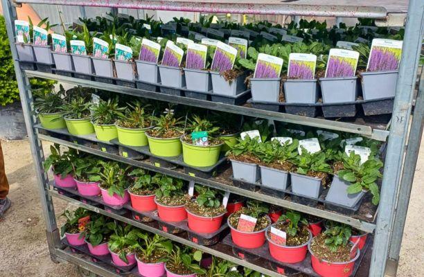 Növények a Gardencentrum telephelyén vásárlókra várva