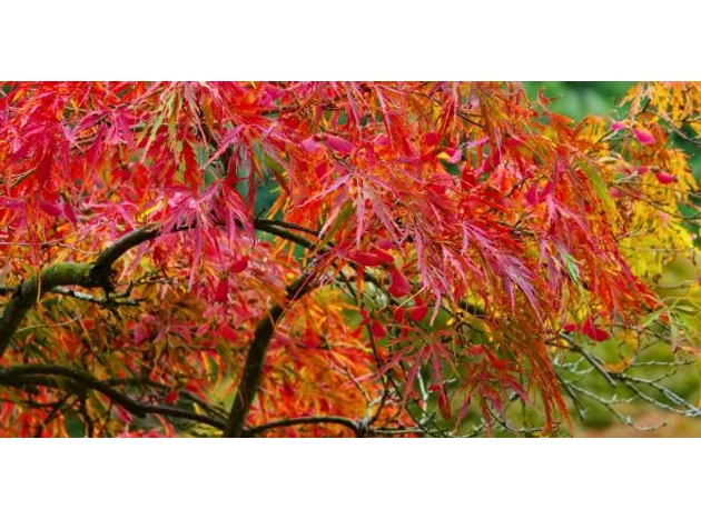 Acer palmatum – japán juhar: Gyönyörű őszi lombszín a kertben