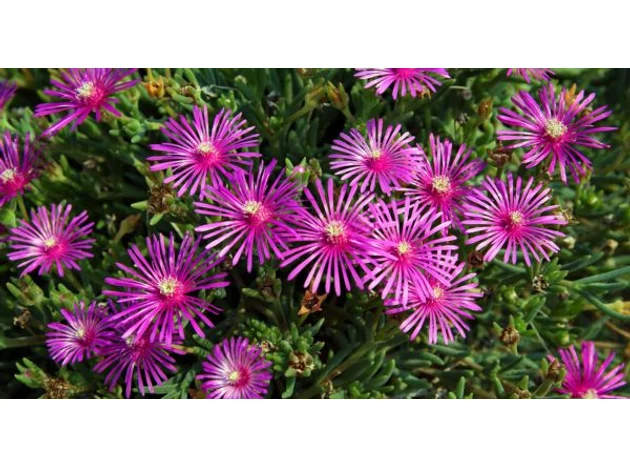 Delosperma cooperi – A bíborvörös délvirág, ami beragyogja a nyarat