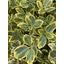 Euonymus japonicus Aureomarginatus - Japán kecskerágó