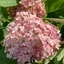 Hydrangea arborescens Candybelle Marshmallow K3 - Cserjés hortenzia