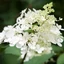 Hydrangea paniculata Confetti CS9 - Bugás hortenzia