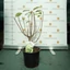 Hydrangea paniculata Mojito K3 - Bugás hortenzia