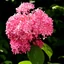 Hydrangea arborescens K3 - Rózsaszín cserjés hortenzia