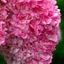 Hydrangea paniculata Fraise Melba - Bugás hortenzia