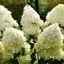 Hydrangea paniculata Phantom K3 - Bugás hortenzia