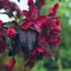 Malus Royalty - Díszalma