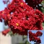 Lagerstroemia MIX CS9 - Selyemmirtusz színkeverék