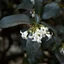 Osmanthus x burkwoodii K5 - Burkwood illatcserje