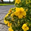 Potentilla fruticosa - Sárga cserjés pimpó