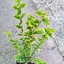 Ligustrum ovalifolium - Tarkalevelű fagyal