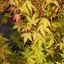 Acer palmatum Katsura - Sárgán kihajtó japán juhar