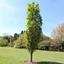 Carpinus betulus Fastigiata K5 - Oszlopos gyertyán