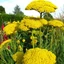 Achillea millefolium - Sárga cickafark