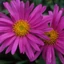 Aster dumosus MIX - Törpe őszirózsa Színkeverék