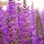 Salvia nemorosa Caradonna K2 - Ligeti Zsálya