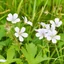 Geranium maculatum Album CS15 - Foltos gólyaorr