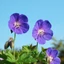 Geranium Rozanne - Gólyaorr